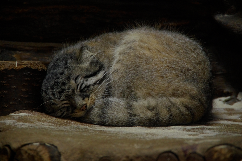 Illustration for article titled Caturday - Octolobus manul Edition
